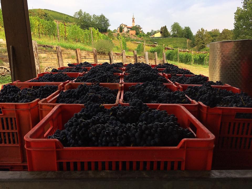 vendemmia